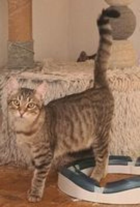   YUKA CHAT TIGRE 1 AN 