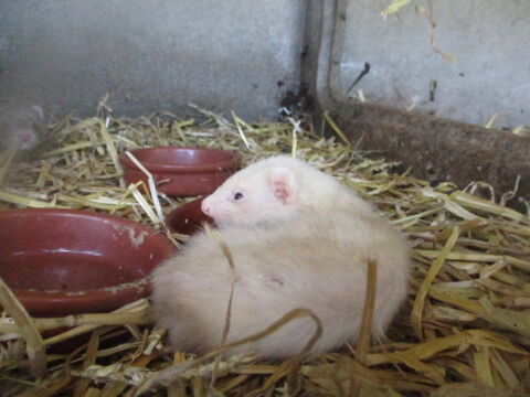 jeune furet male 40 60170 Dreslincourt