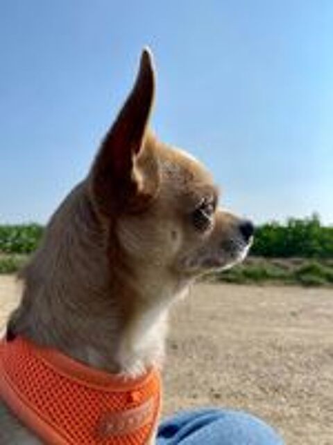   Saillie chihuahua 