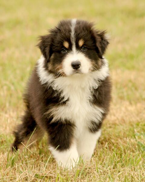 Bergers Australiens chiots femelles LOF disponibles 850 85600 Montaigu