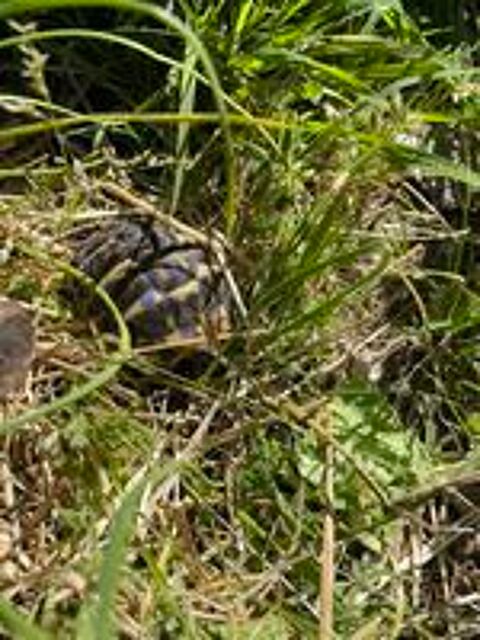  TORTUES TERRESTRES DYNAMIQUES 