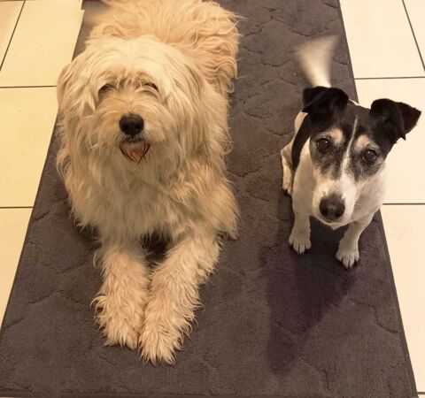 Garde familiale de chiens avec balades, photos et vid&eacute;os 0 33290 Le pian-médoc