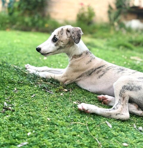 GINEBRA, bébé Galga trop craquante 0 24140 Douville