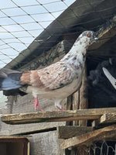   pigeons paon 