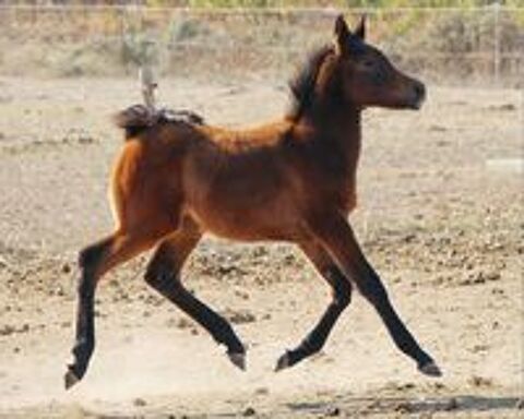   HAZYM AL RIUS, un magnifique poulain PSAR 