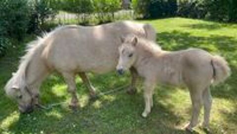   2 shetland (-1 an et 1 an1/2) 