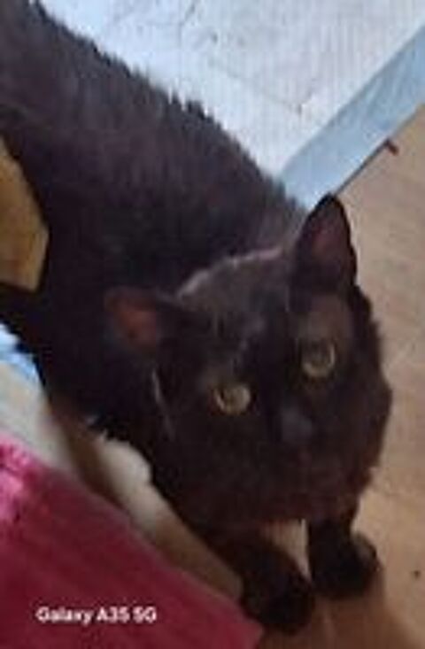   Noirot chat qui cherche un panier retraite si gentil  