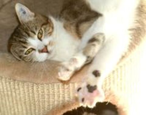   ESPOIR FEMELLE  SENIOR TIGRE BLANC 11 ANS 