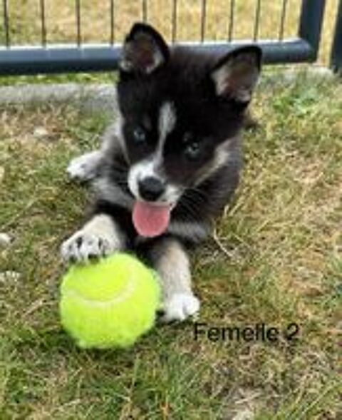   Chiots pomsky femelles disponibles  