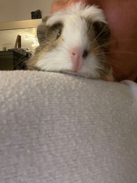 B&eacute;b&eacute; cochon d'Inde m&acirc;le 15 06250 Mougins