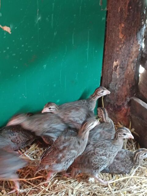 Pintadeau  4 32150 Cazaubon