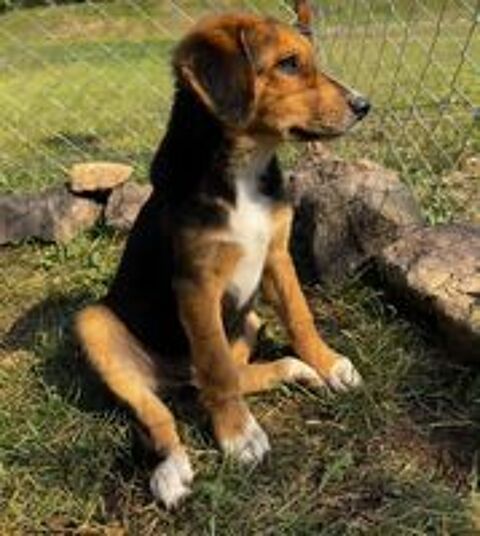   A L'ADOPTION TEDDY SE TROUVE DANS UN REFUGE EN MACEDOINE DU NORD 
