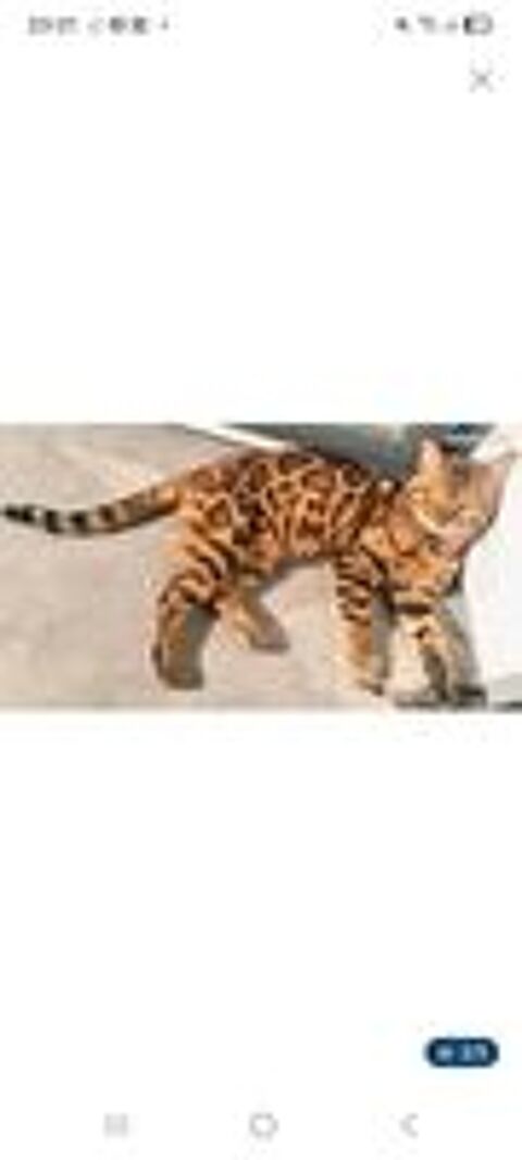   Superbes chatons Bengal brown spotted tabby  