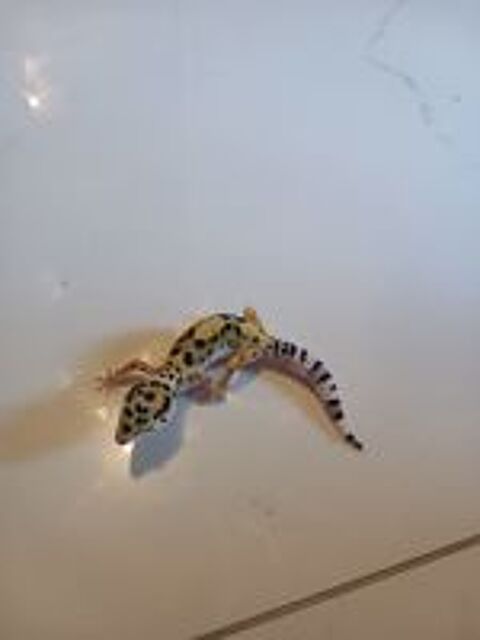   Geckko leopard 4 mois et demi 
