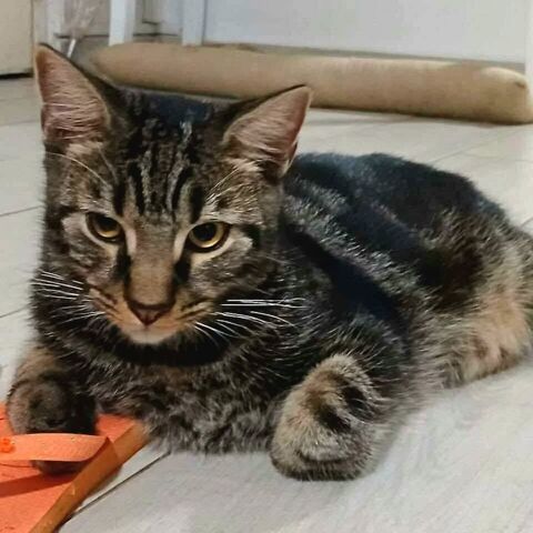 ✨️ COFFEA ✨️ 🐱 0 77550 Limoges-fourches