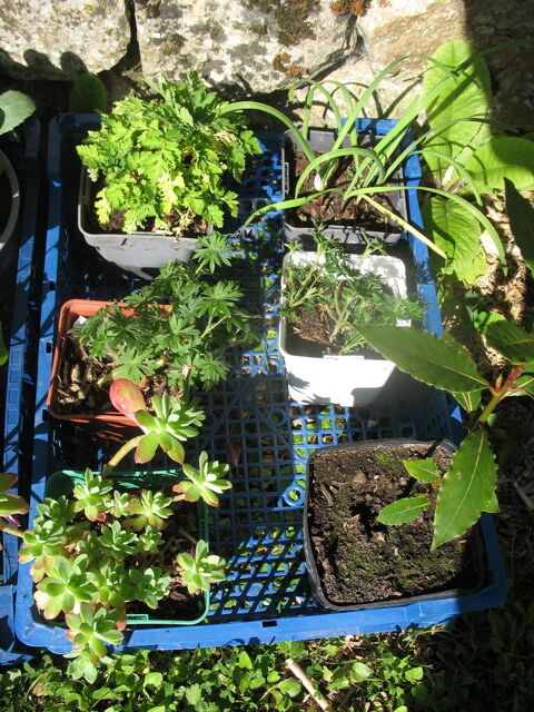 Pots moyens plantes vivaces � votre choix. 1 Donnemarie-Dontilly (77)