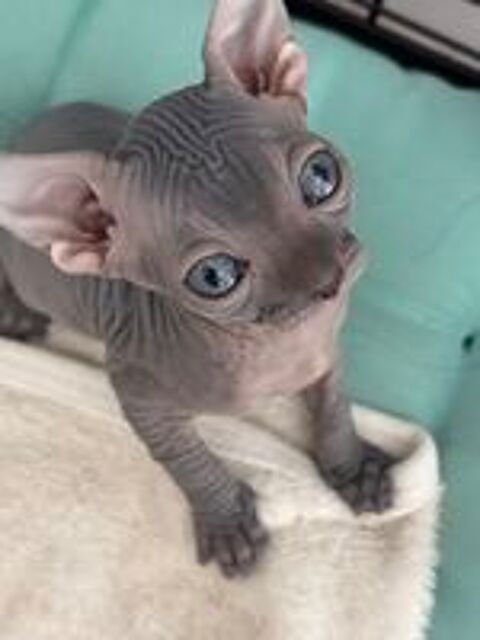   Chatons Sphynx 