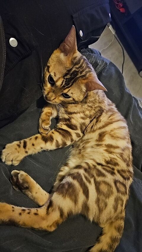Bengal m&acirc;le (Don) 0 76270 Neufchâtel-en-bray