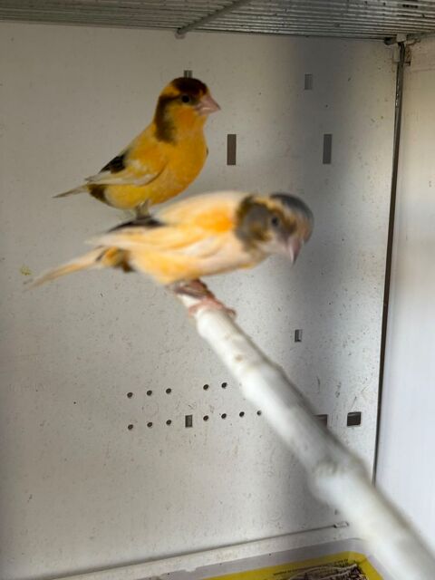 Couple canari 50 93330 Neuilly-sur-marne
