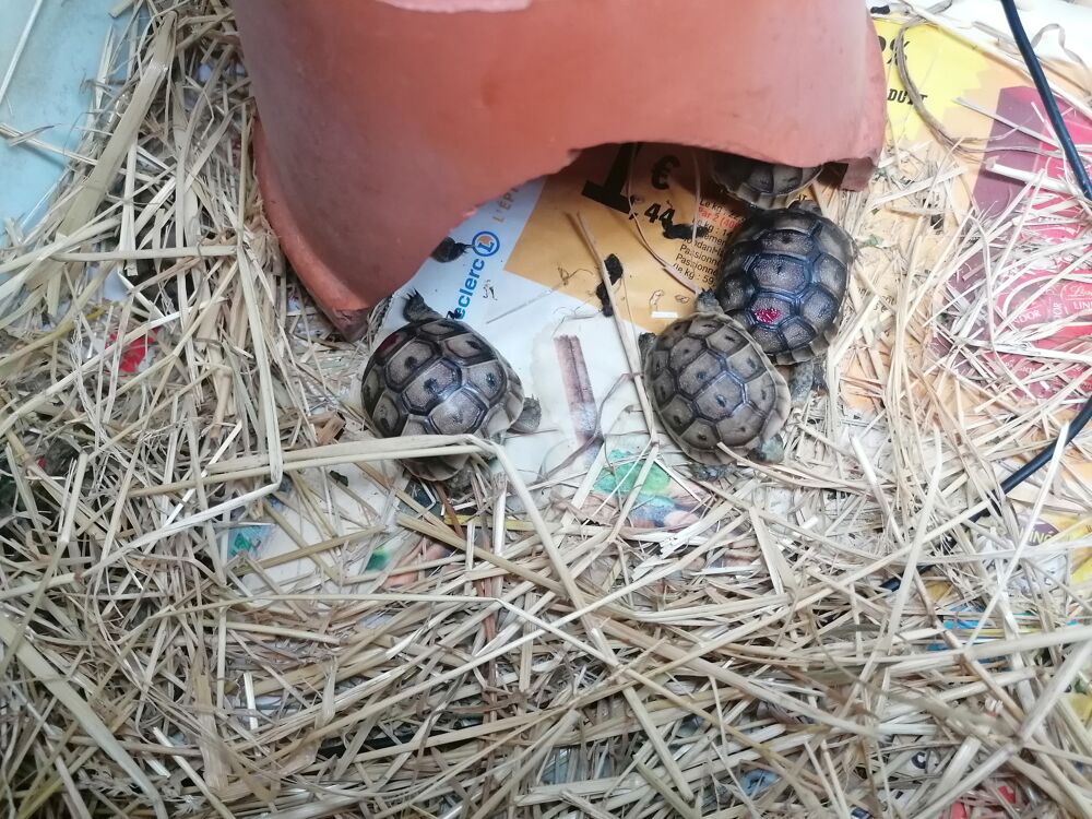   Tortues terrestres 