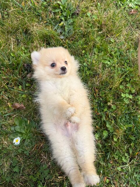 Loulou de Pom&eacute;ranie 1500 75010 Paris