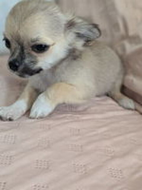  A rserver Chiots chihuahua poils longs  