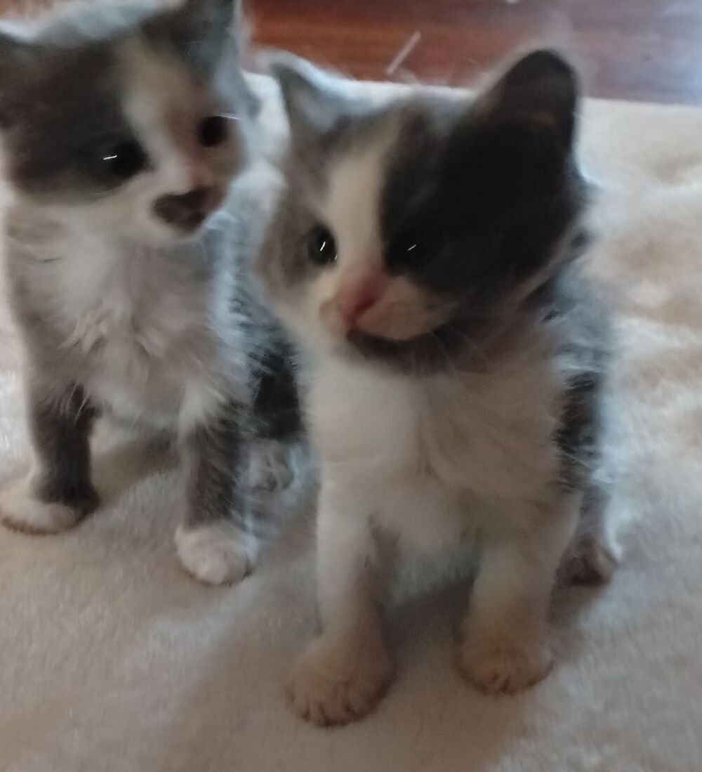   Chatonne Angora Turc Bleu et blanche 
