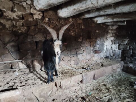 Bouc 0 12460 Huparlac