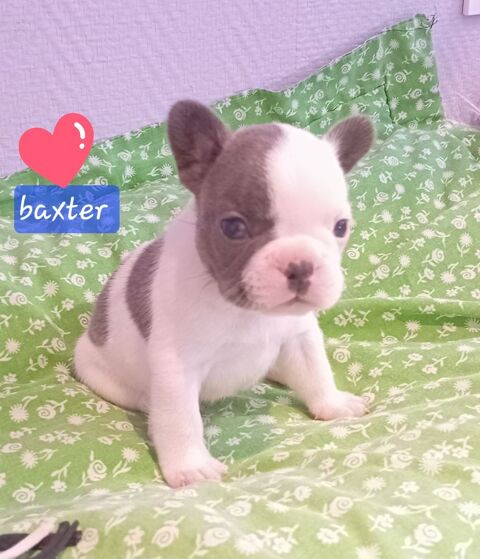 Bouledogue fran&ccedil;ais exotique  1200 18370 Beddes
