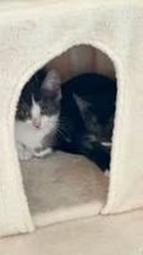   Chat PUNCH à l adoption 
