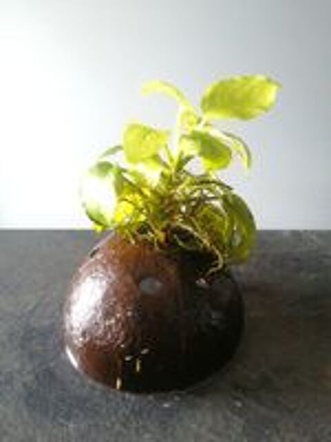   Plante Anubia sur noix de coco 