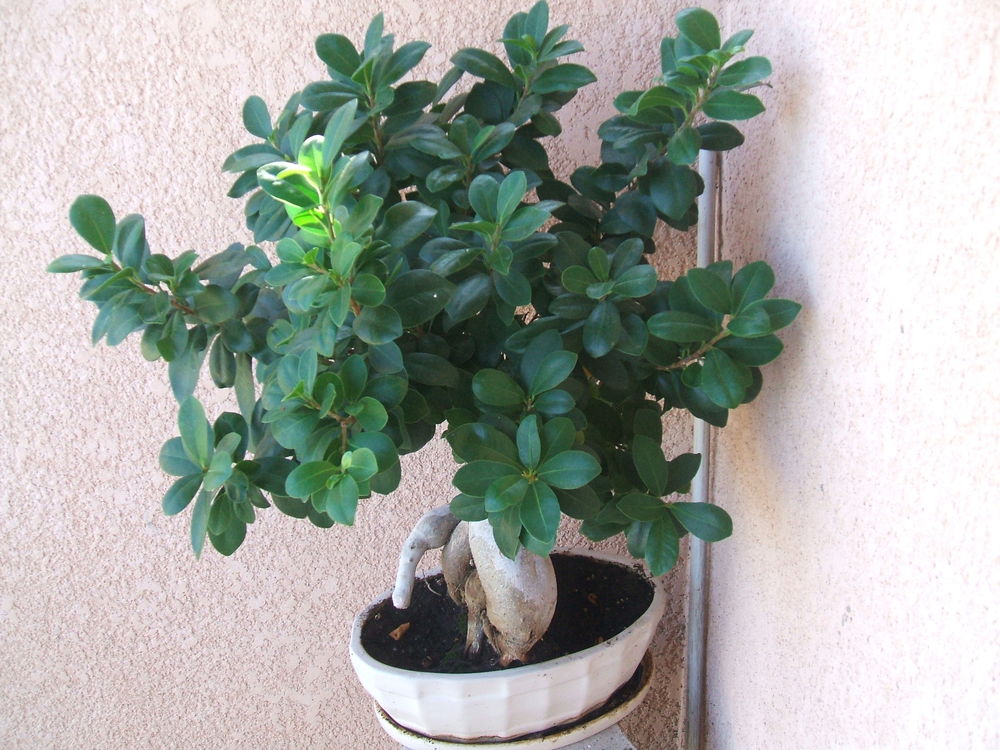  Joli Bonsa&iuml; ancien --H 50cm Jardin