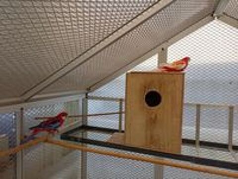   couple omnicolore rubinot et opaline  