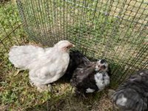   Jeune poule et coq Pékin  