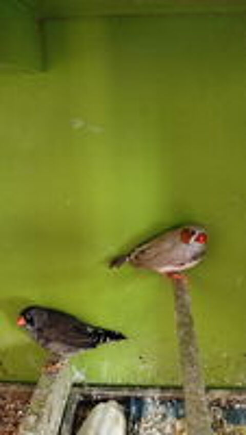  couple de diamants mandarins + femelles 