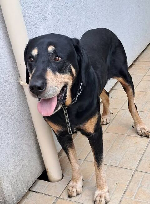 Chien KOOKY à l adoption 80 26260 Clrieux