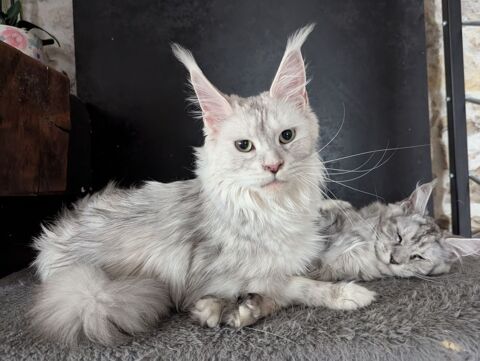Chaton Maine-coon Disponible 1400 17139 Dompierre-sur-mer