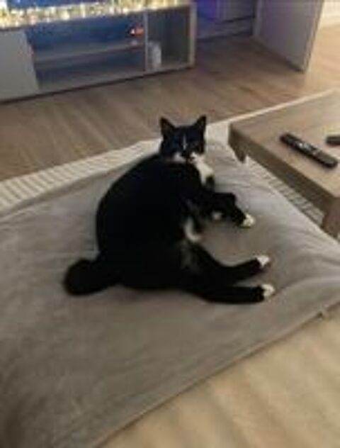   Chat GHOST à l adoption 