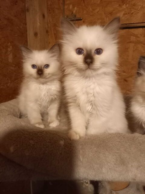 CHATONS SACRE DE BIRMANIE 950 89340 Villeneuve-la-guyard