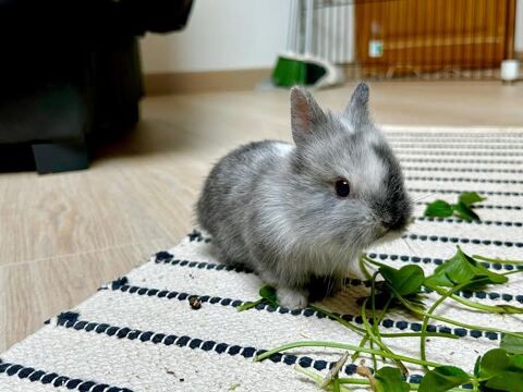 Lapin OLLY à l adoption 50 26270 Loriol-sur-drme