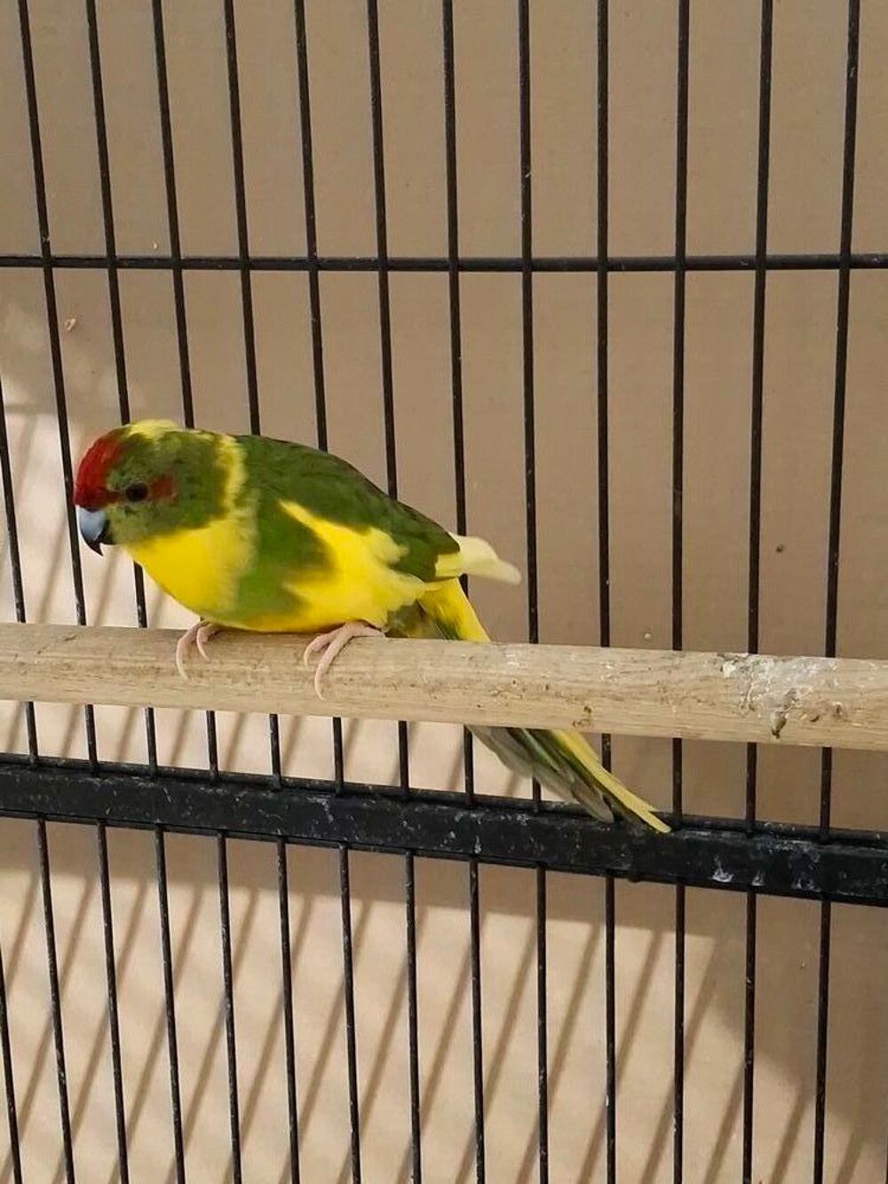   Kakariki  