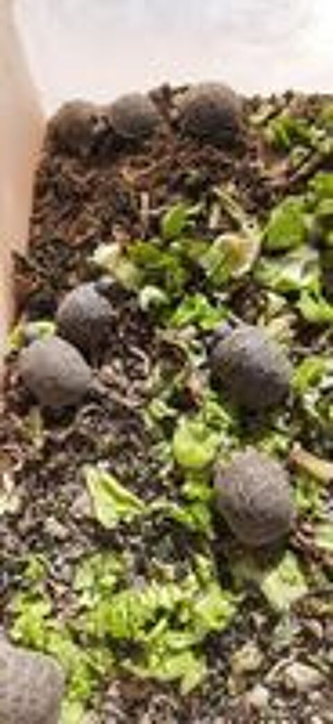   Bébés Tortues Graeca (grecque)  