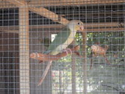   4 jeunes conures molinaé 