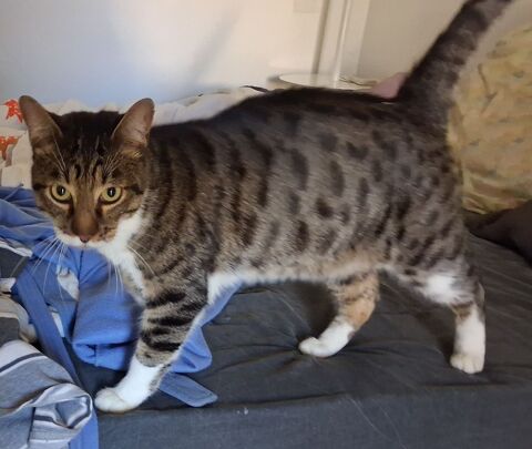 AIRBUS, chat blanc et tigré, 3 ans 100 11100 Narbonne