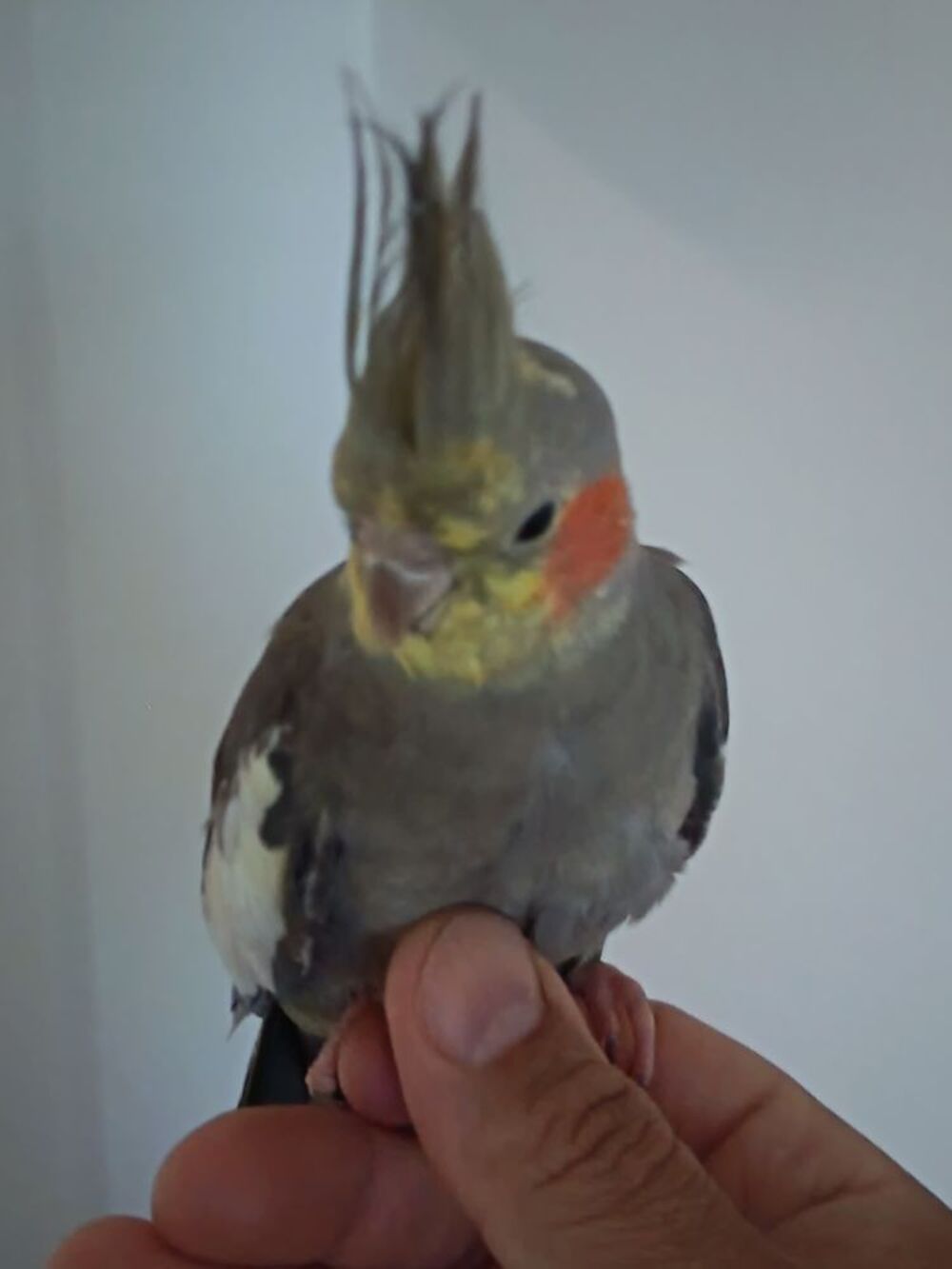   perruche calospite 