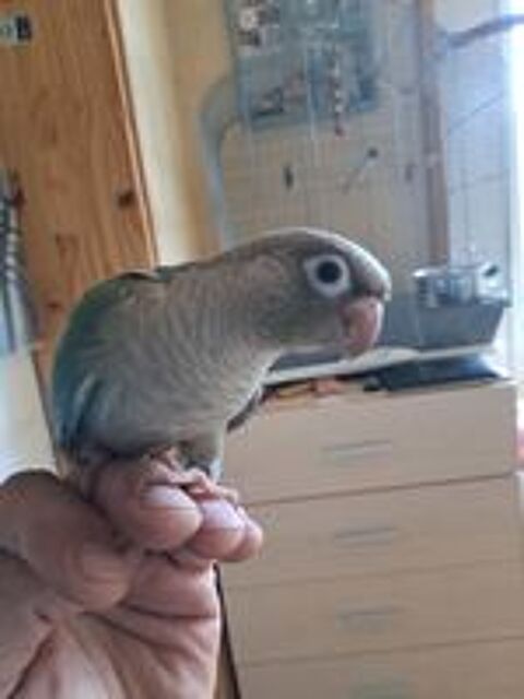   Conure molinae EAM 