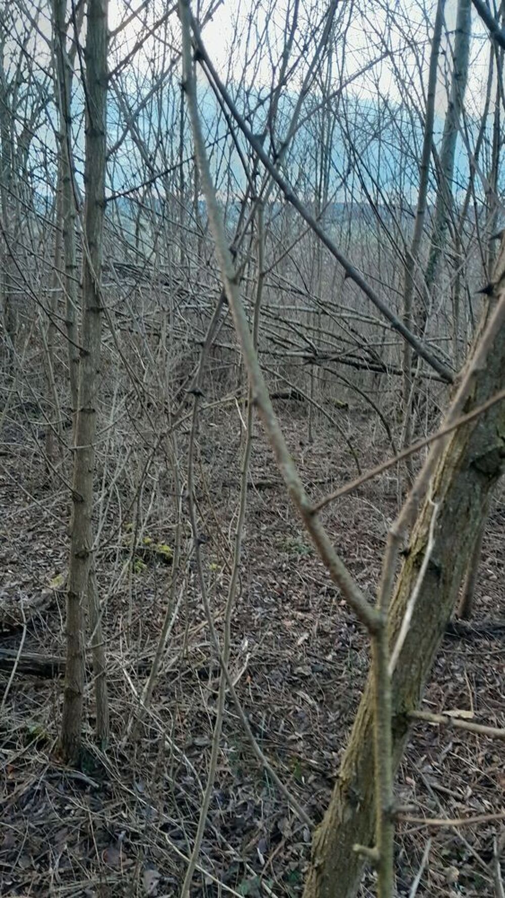 Vente Terrain Parcelle de bois Ornacieux
