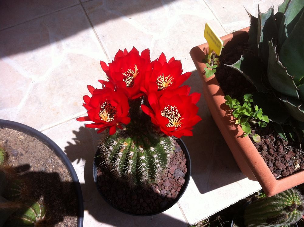 Cactus &agrave; fleurs g&eacute;antes et plantes grasses Jardin