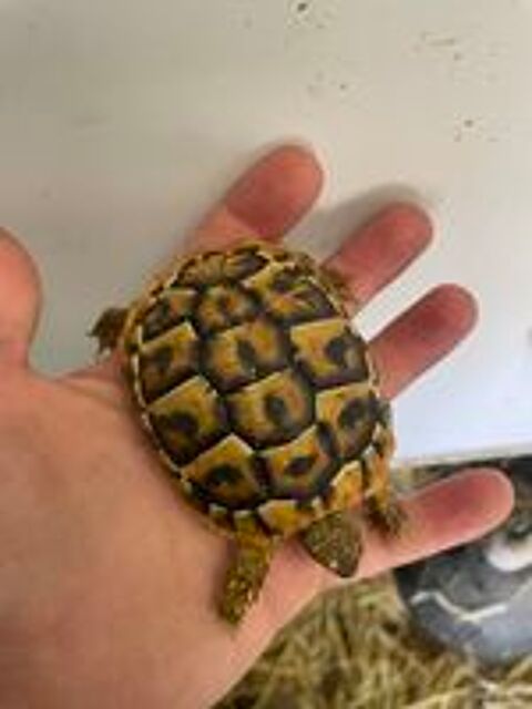   Tortue terrestre née en 2025 