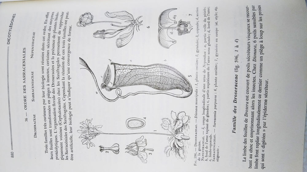 Botanique (Pr&eacute;cis de Sciences Biologiques)
Livres et BD